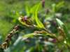 Persicaria hydropiper