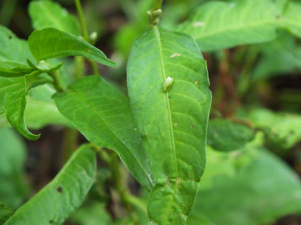 Flowers of Water-pepper, Persicaria hydropiper