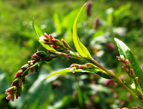 Water-pepper, Persicaria hydropiper, closeuo of flower and buds