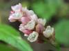 Persicaria maculosa