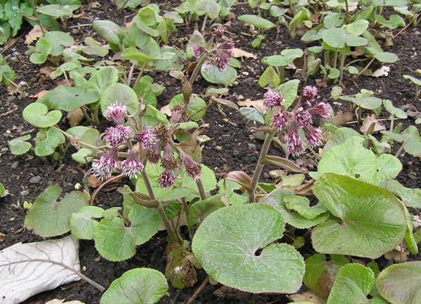 Petasites fragrans, Winter Heliotrope, Wales