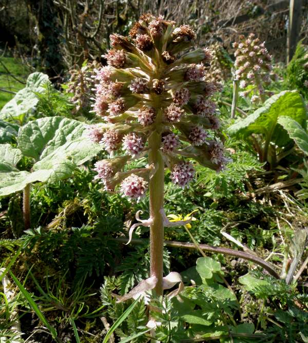 Petasites hybridus, Butterbur, on a roadside verge, Wales UK