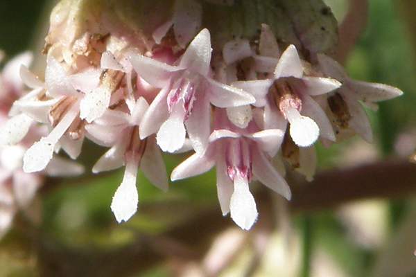 Flowers of Petasites hybridus, Butterbur