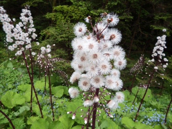 Petasites paradoxus, Slovenia, May 2025.