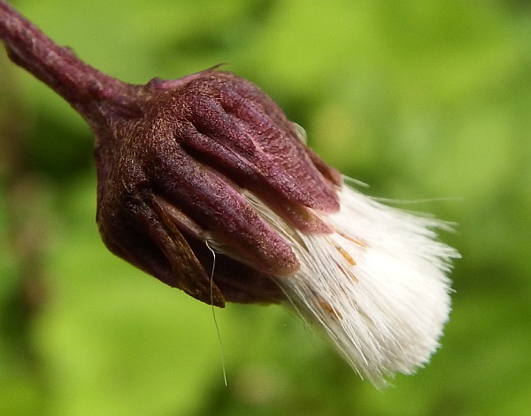 Flower of Petasites paradoxus, Alpine Butterbur
