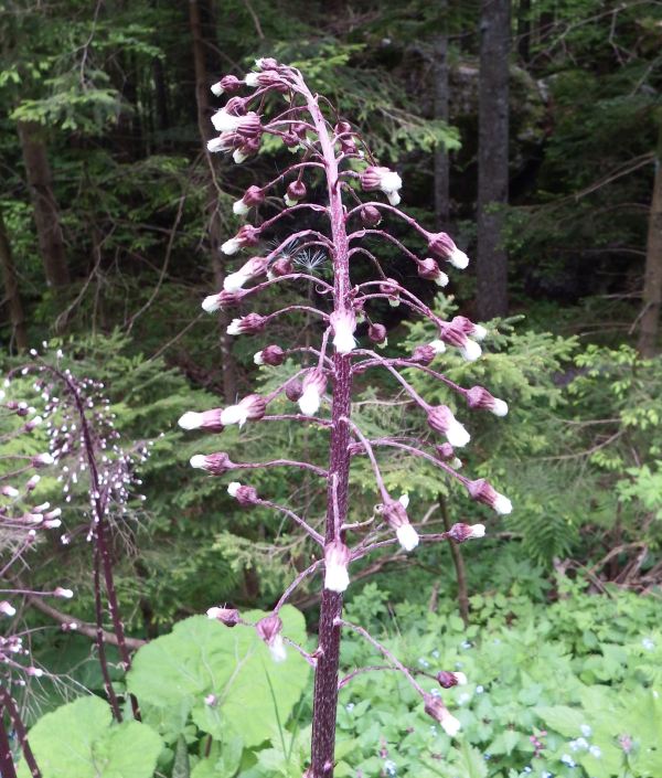 Flowerhead of Petasites hybridus, Butterbur