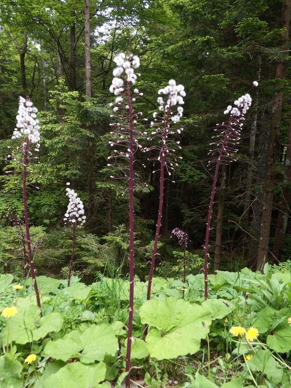 A stans of Alpine Butterbur, Petasites paradoxus, in Slovenia