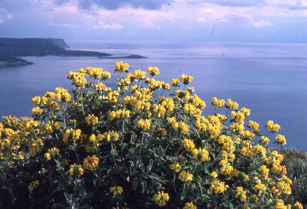 Jerusalem Sage