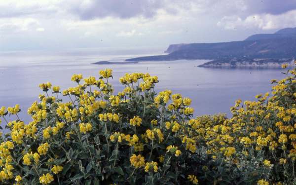Phlomis fruticosa, Jerusalem Sage