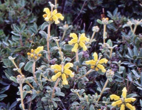 Phlomis lanata in Crete