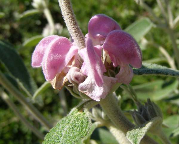 Phlomis purpurea