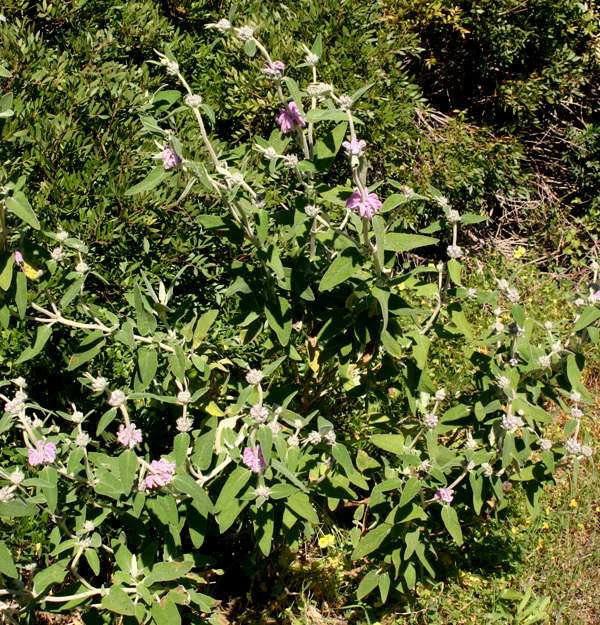 Phlomis purpurea, southern Portugal