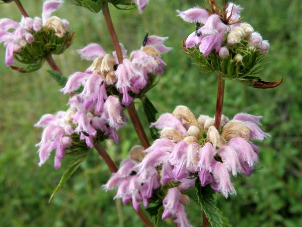 Phlomis tuberosa