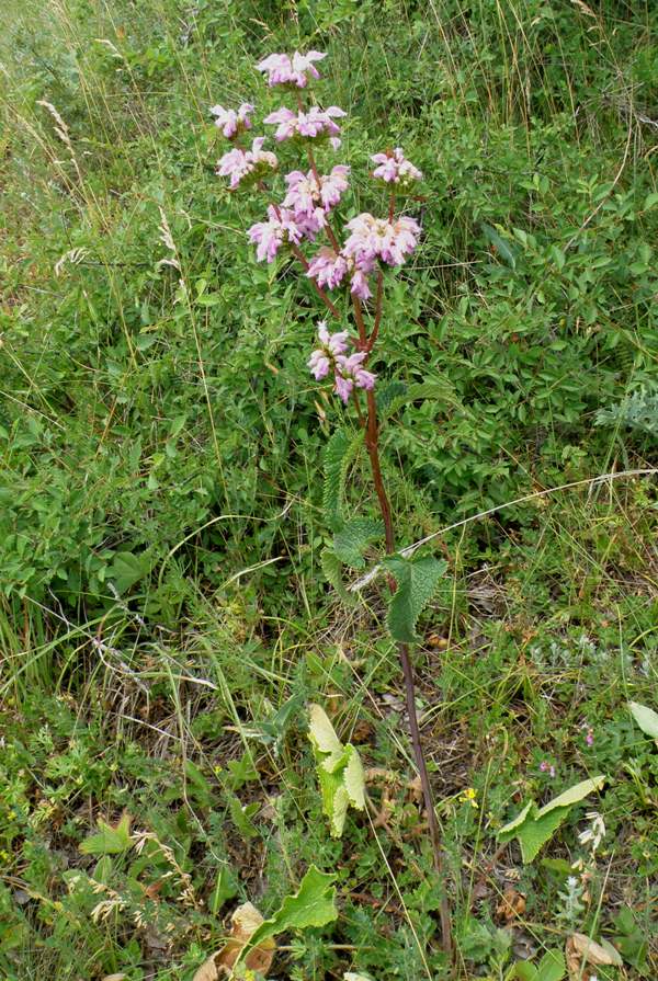 Phlomis tuberosa close-up