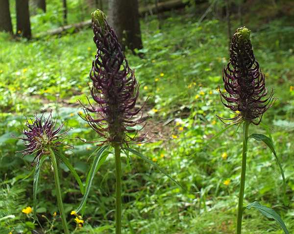 Fllowers of Black Rampion