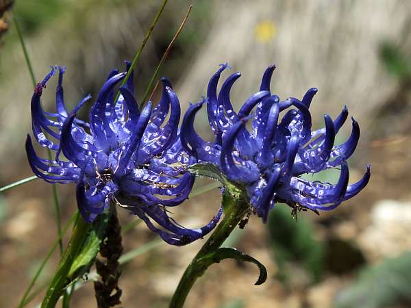 Closeup of flowers of Round-headed Rampion