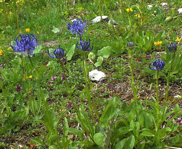 Round-headed Rampion, southern France
