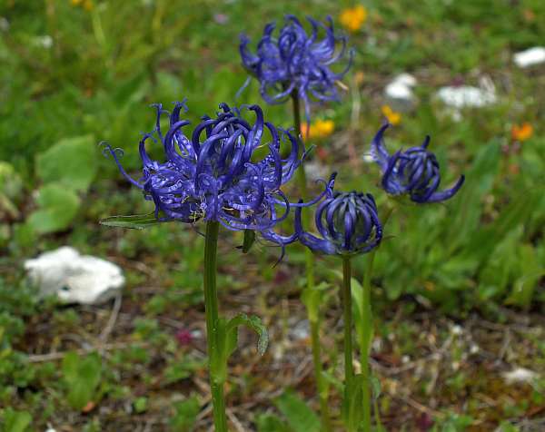 Campanula rapunculus, flower closeup