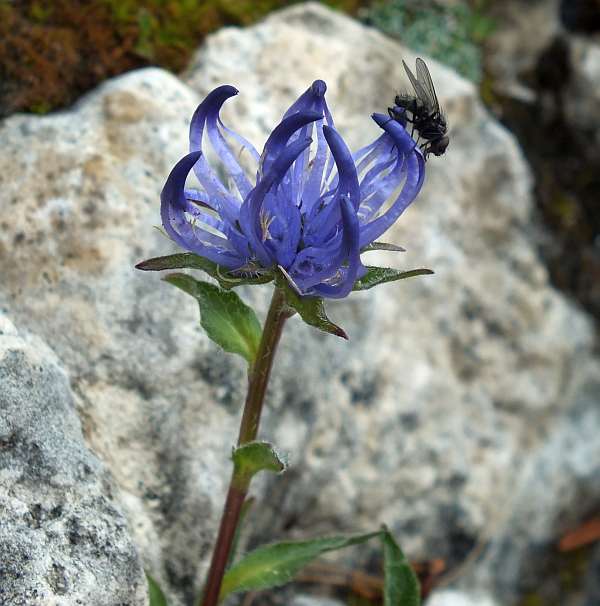 Round-headed Rampion, France