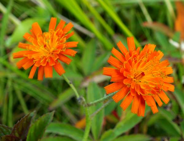 Pilosella aurantiaca, Fox and Cubs