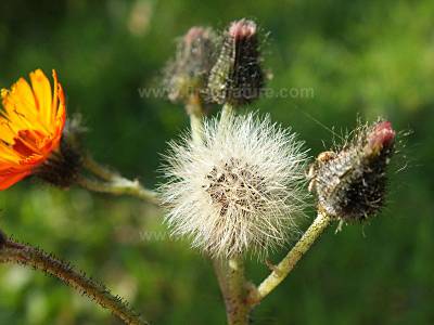 Pilosella aurantiaca, Fox and Cubs, seed head