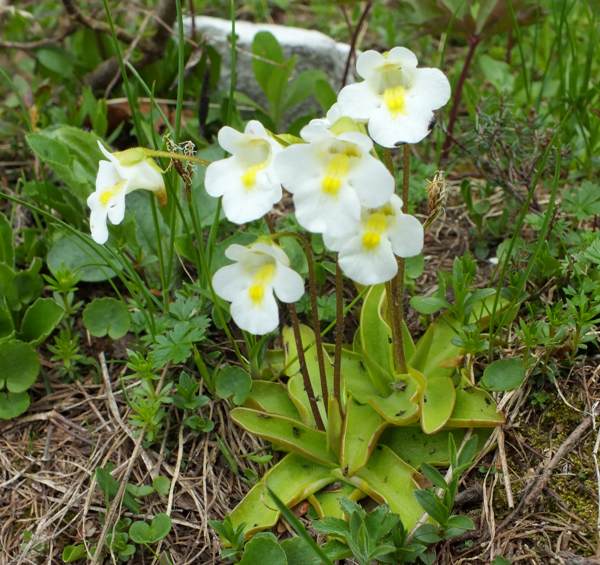 Alpine Butterwort