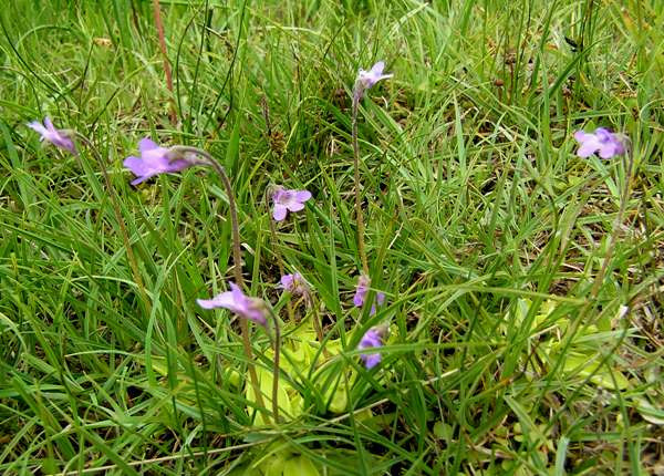 Butterwort