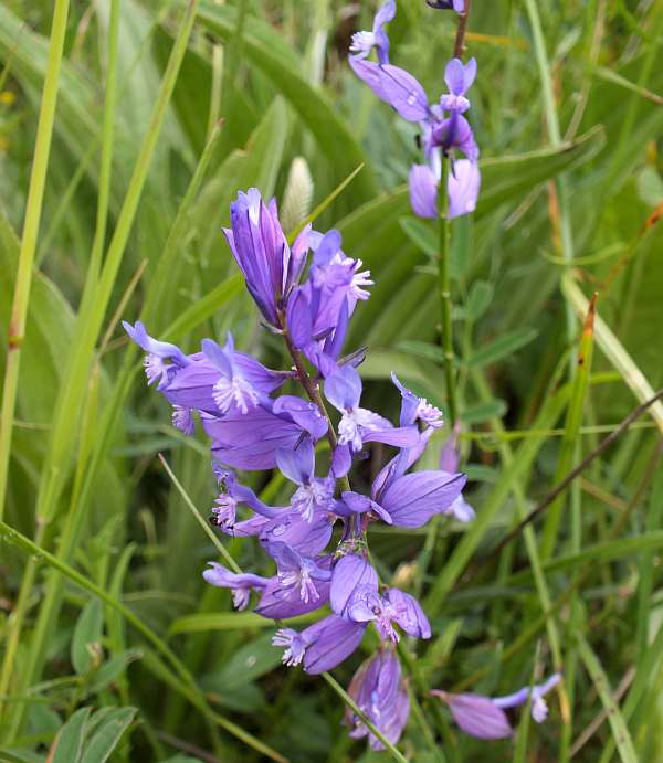 Polygala major, Greater Milkwort, Bulgaria