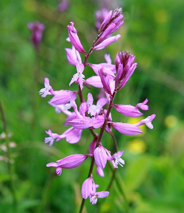 :Polygala major, close up of flower spike
