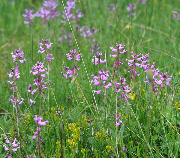 Polygala major
