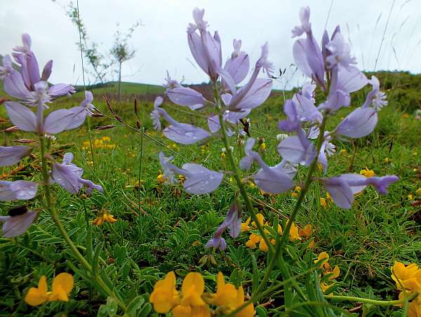 Blue form of Polygala major