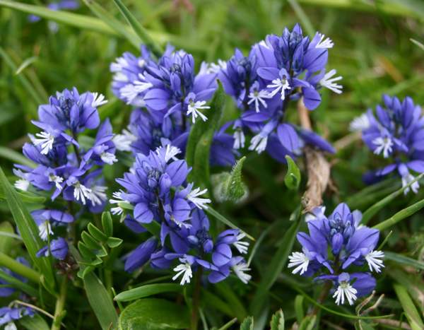 Milkwort