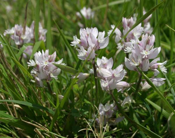 Milkwort, pale form
