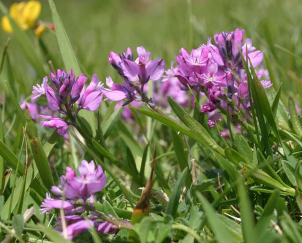 Milkwort, mauve form
