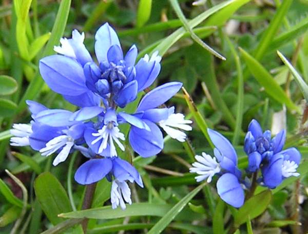 Milkwort, closeup