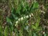 Polygonatum multiflorum