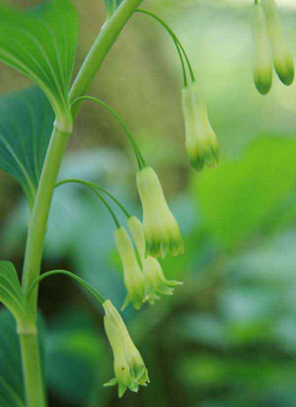 Flowers of Common Solomon's-seal