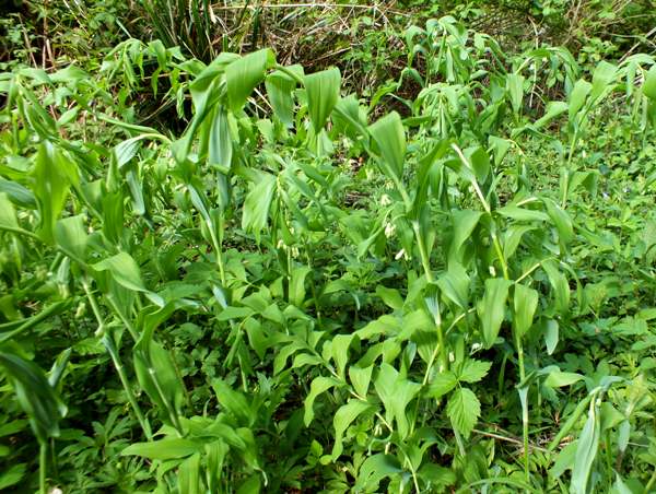 Polygonatum multiflorum, northern France