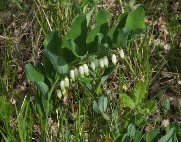 Common Solomon's-seal, southern France