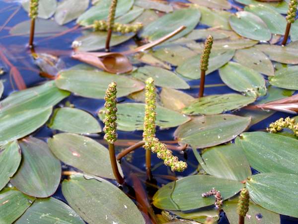 Broad-leaved pondweed