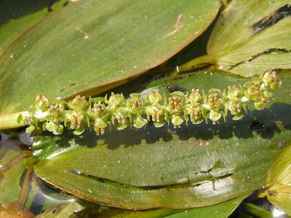 Flowers of Broad-leaved pondweed