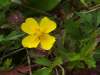 Potentilla anglica, Trailing Tormentil