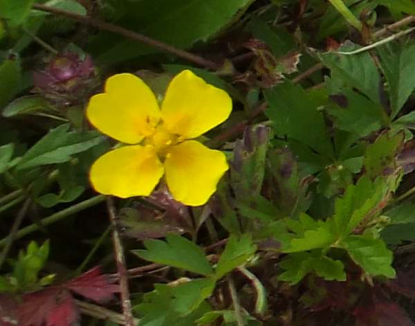 Close-up of Trailing Tormential