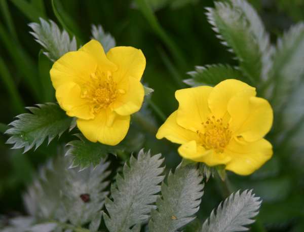 Silverweed, Potentilla anserina