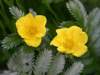 Potentilla anserina, Silverweed
