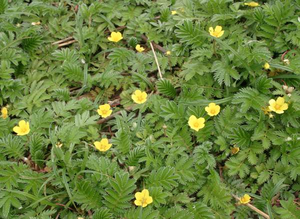 A carpet of Silverweed, Potentilla anserina