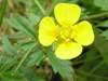 Tormentil, Potentilla erecta