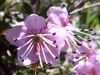 Pink Cinquefoil, Potentilla nitida
