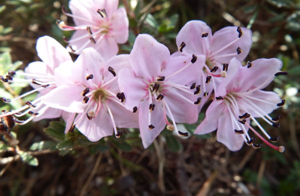 Close-up of Trailing Tormential