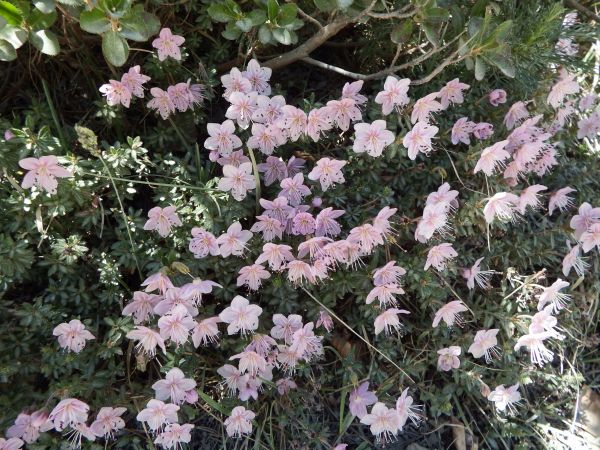 Trailing Tormential
